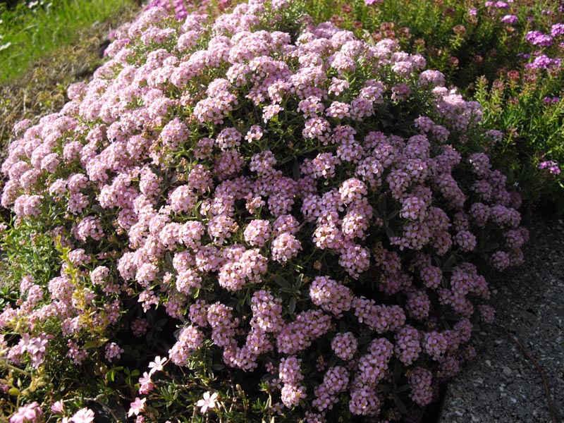 Ptilotrichum spinosum 'roseum' photo